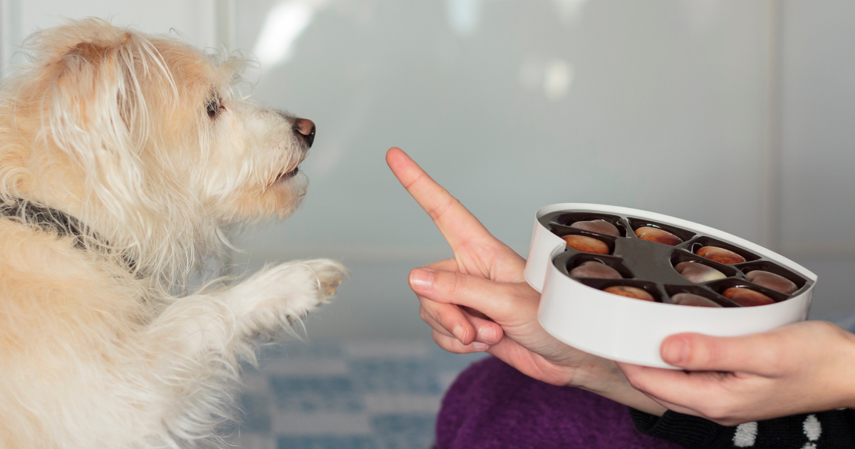 Intoxicação por chocolate em cães