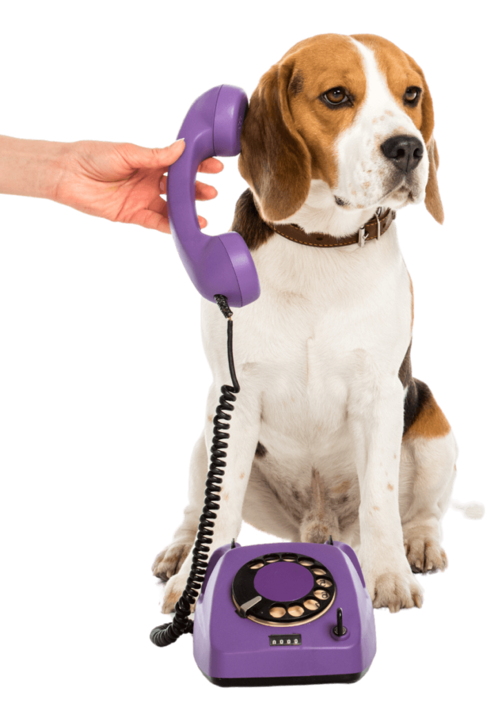 contato vetshop