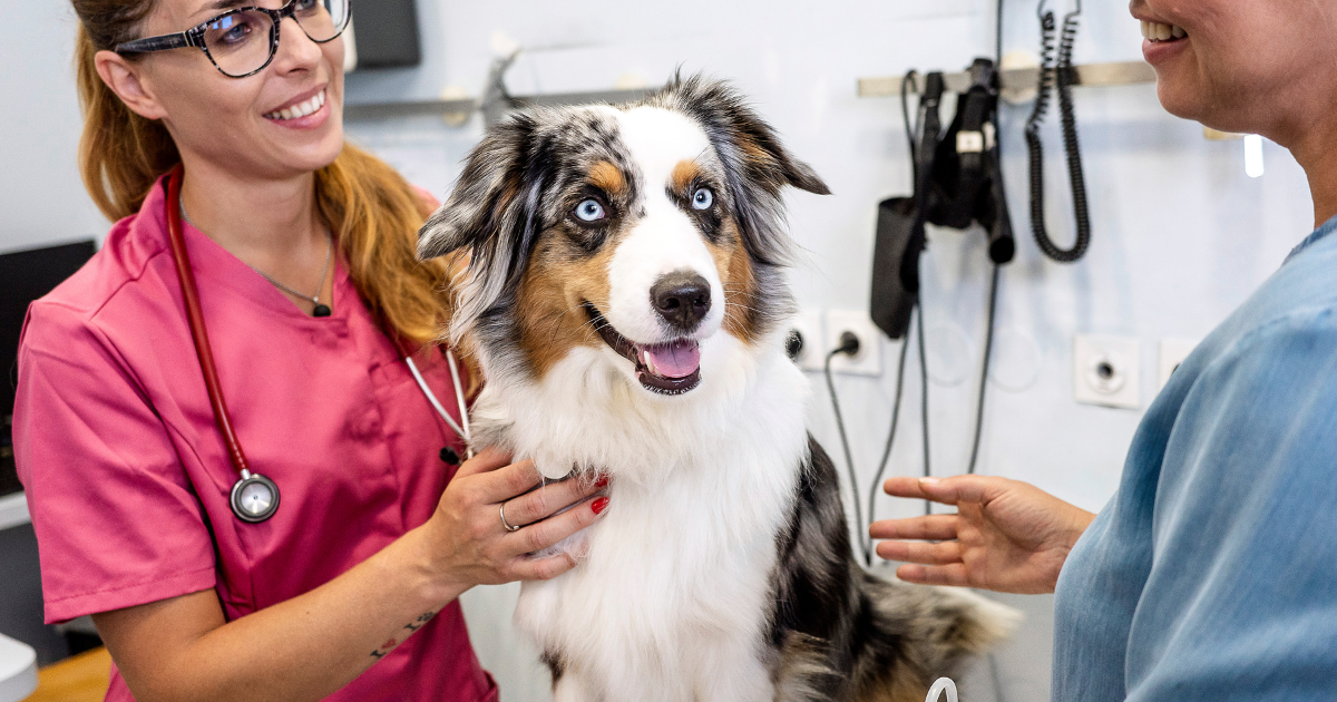 Blog cirurgia veterinária