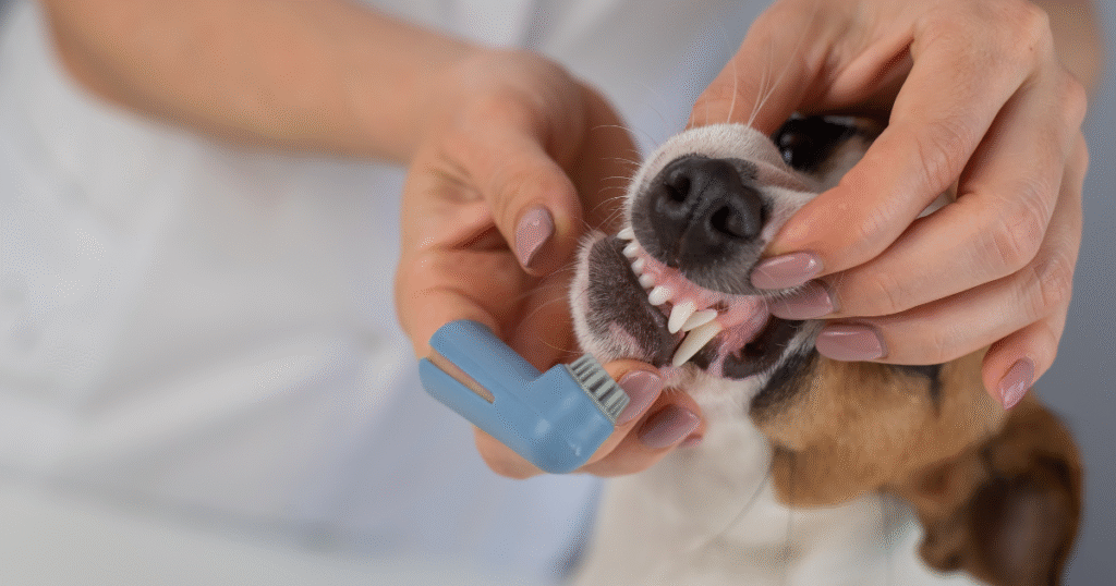 veterinário realizando a escovação bucal do pet