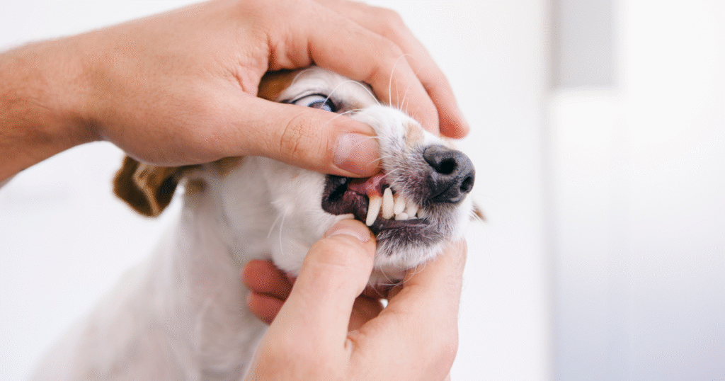 avaliação para tratamento periodontal 
