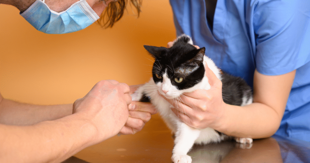 médico veterinários examinando pet para exames pré-anestésicos