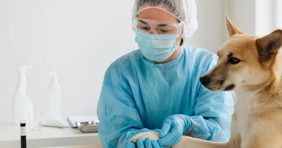 médica veterinária usando equipamento de biossegurança para tratar pet