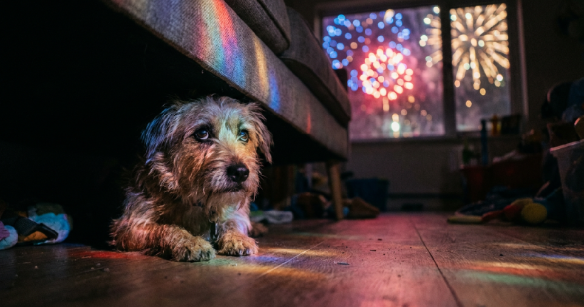 cachorro assustado com fogos de artifício de festas de final de ano