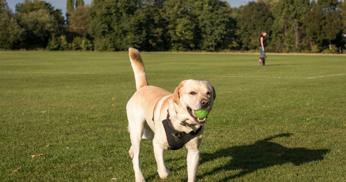 cachorro brincando com bolinha na boca em parque durante o verão