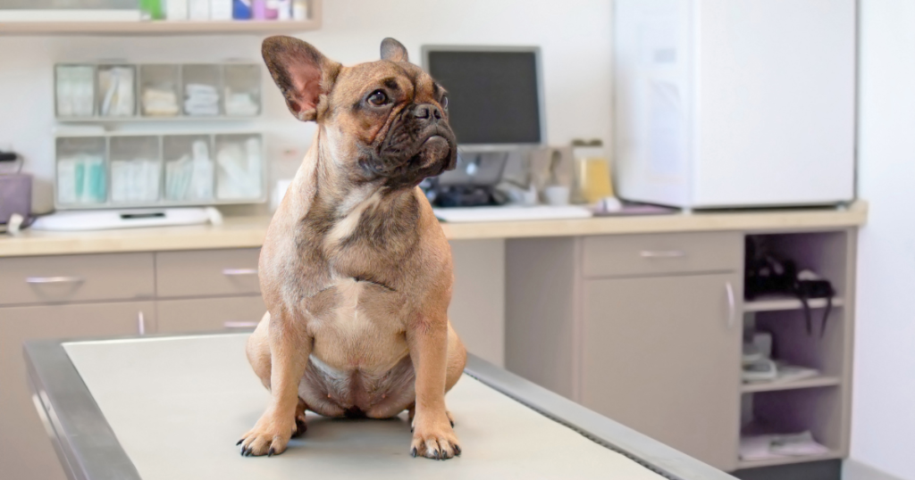 cachorro aguardando atendimento para check-up veterinário na clínica
