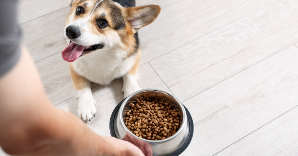 cachorro se alimentando com ração balanceada como parte dos cuidados do check-up veterinário