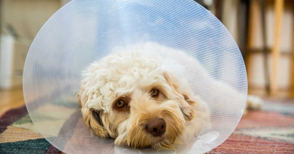 cachorro usando colar elizabetano no pós-operatório após cirurgia