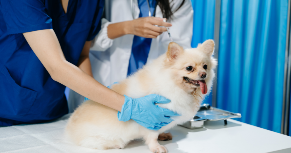 médica-veterinária avaliando cachorro durante pós-operatório em clínica veterinária