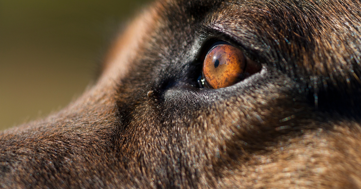 olhos de cachorro em close mostrando como funciona a visão dos cães