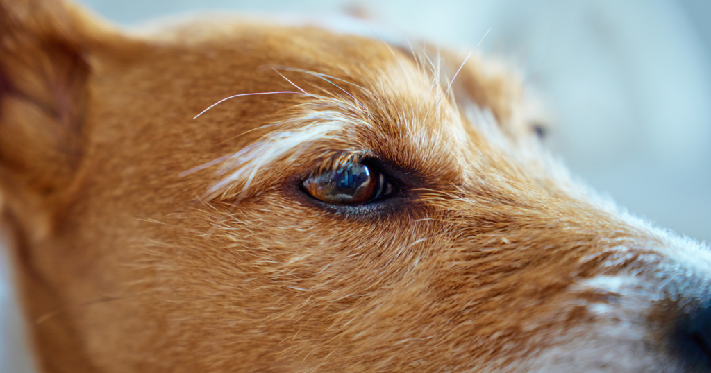 olho de cachorro em close com destaque para a estrutura ocular