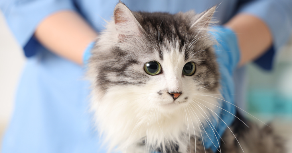 gato sendo examinado em clínica veterinária durante avaliação oftálmica