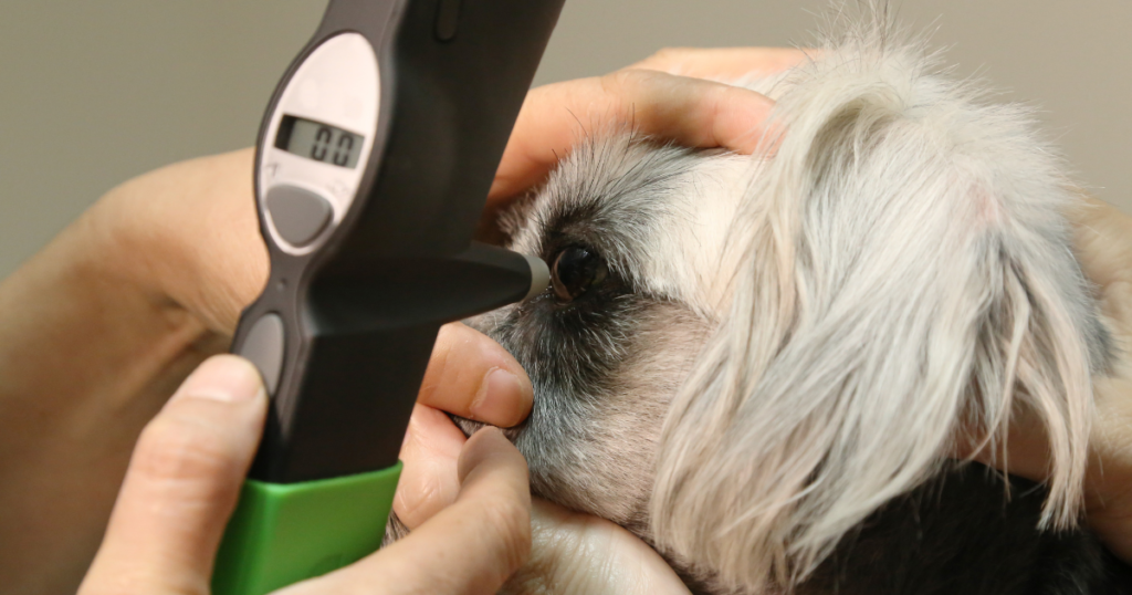 veterinário realizando exame ocular em cachorro para avaliar a visão