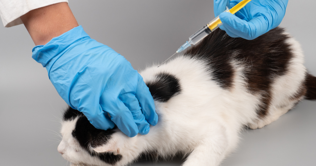 pet recebendo injeção de anestesias
